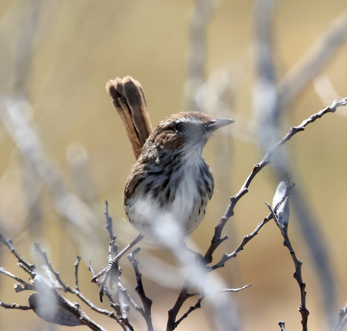 Rufous Fieldwren - ML644131626
