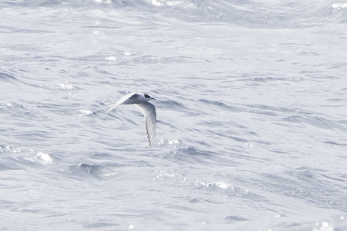 Arctic Tern - ML644131634