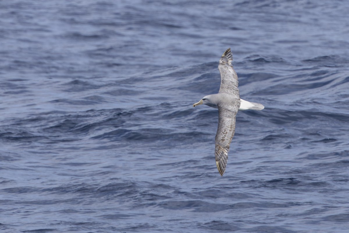 Salvin's Albatross - ML644131635