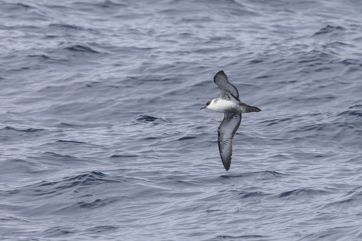 Great Shearwater - ML644131638