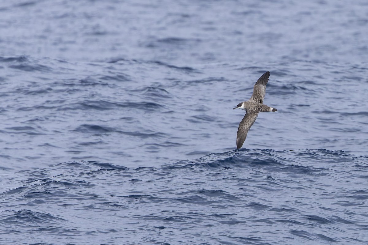 Great Shearwater - ML644131639