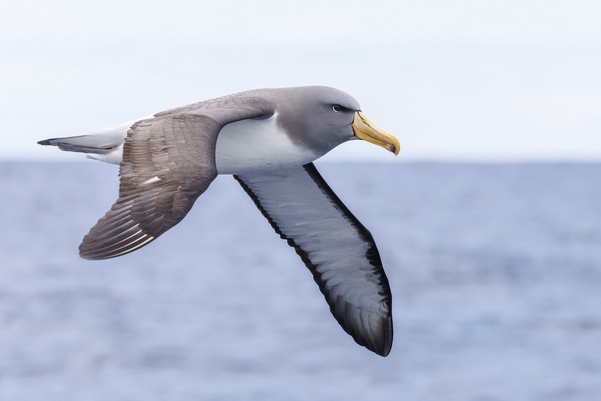 chathamalbatross - ML644131649