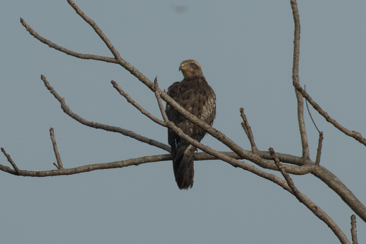 メジロサシバ - ML644131655