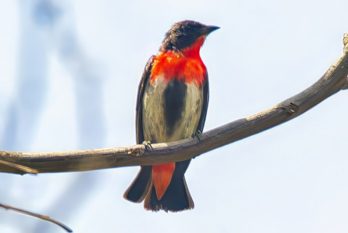 Mistletoebird (Australian) - ML644131659