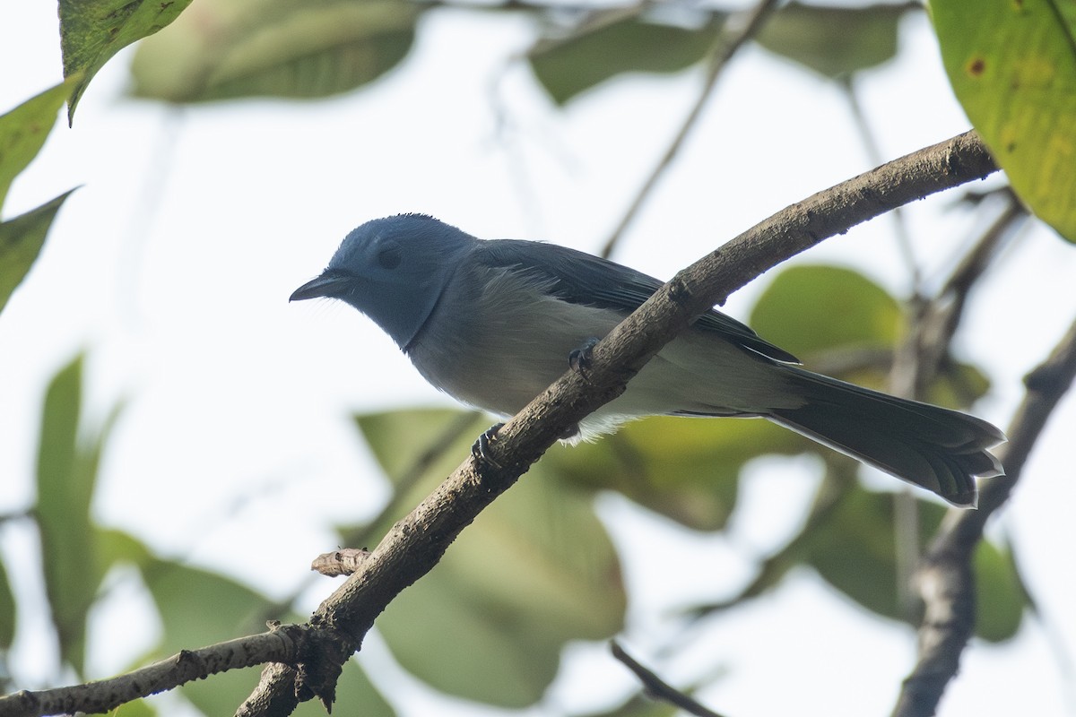 Tchitrec azuré - ML644131671