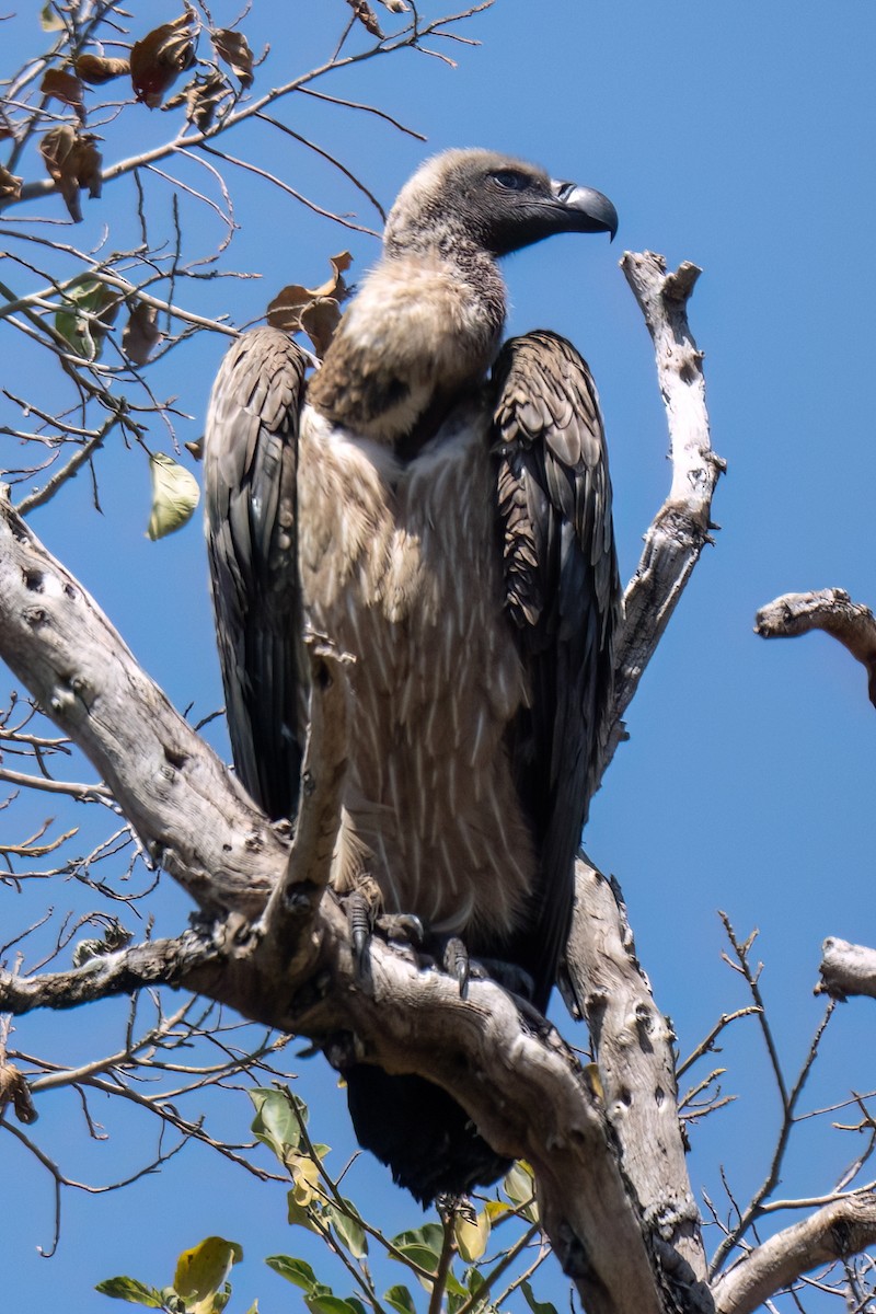 White-backed Vulture - ML644131688