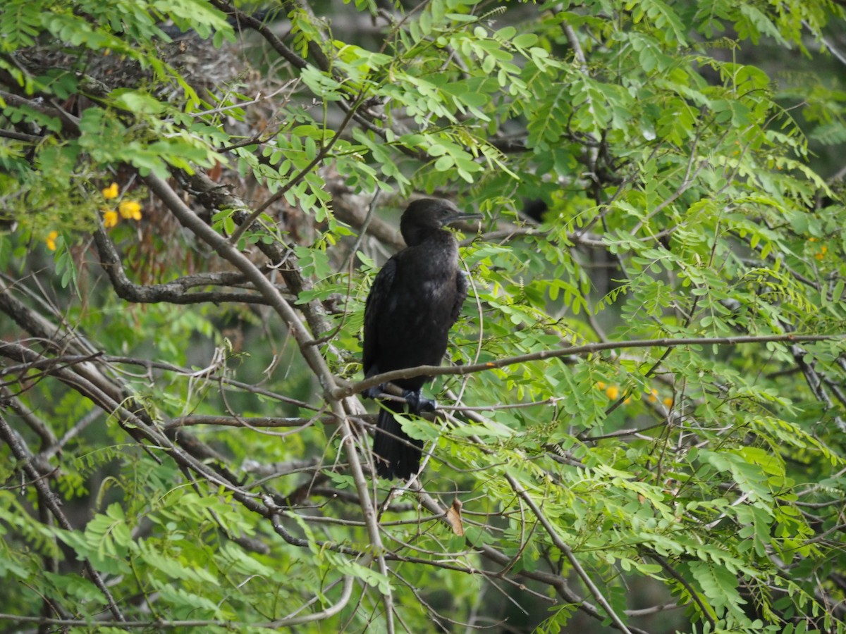 ミナミクロヒメウ - ML644131689