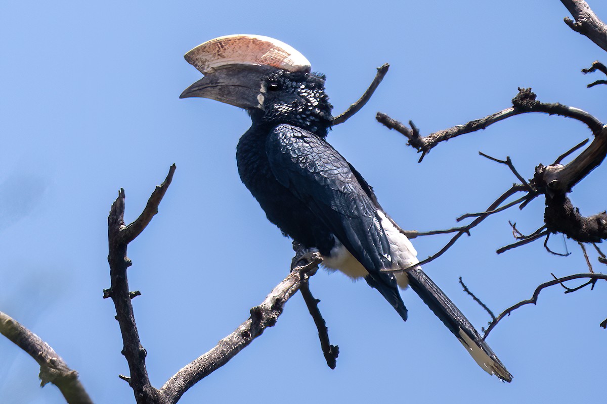 Silberwangen-Hornvogel - ML644131692