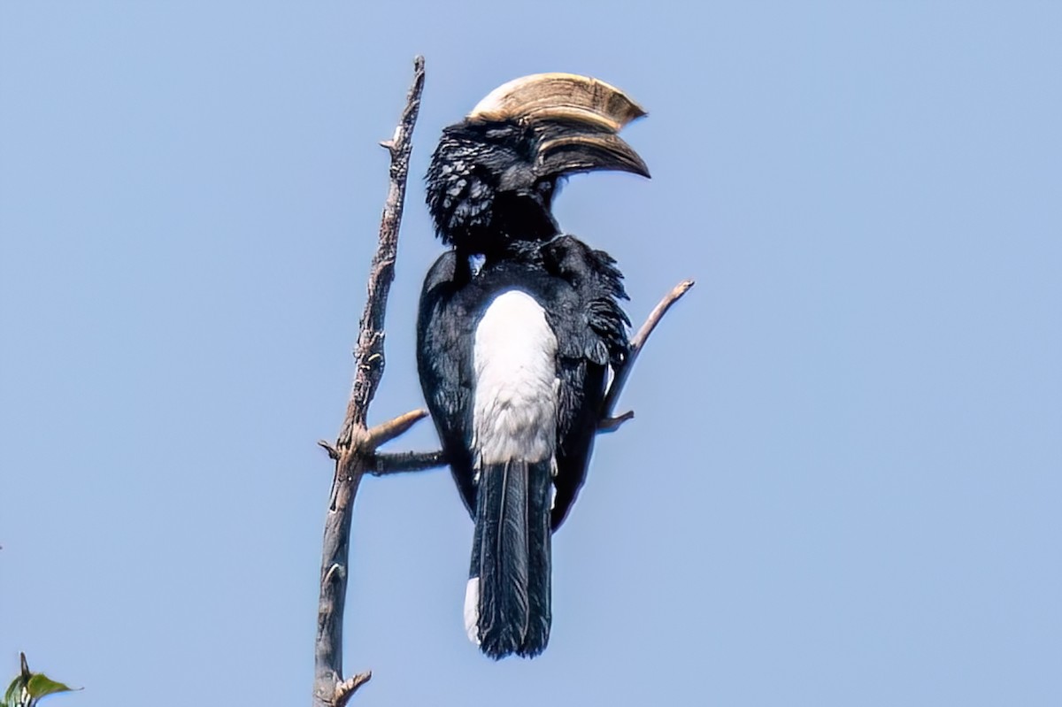 Silberwangen-Hornvogel - ML644131696