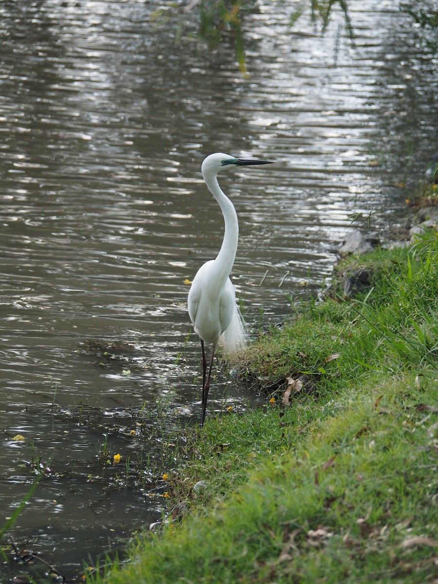 ダイサギ - ML644131697