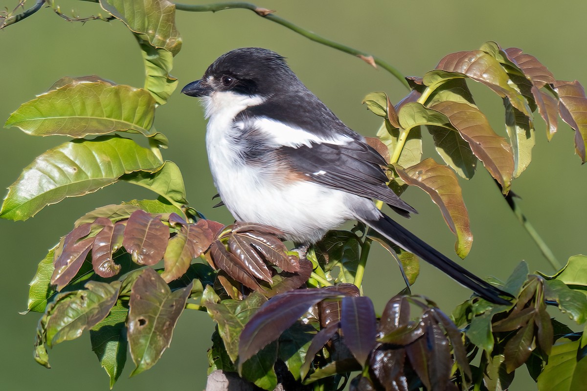 Northern Fiscal - ML644131700