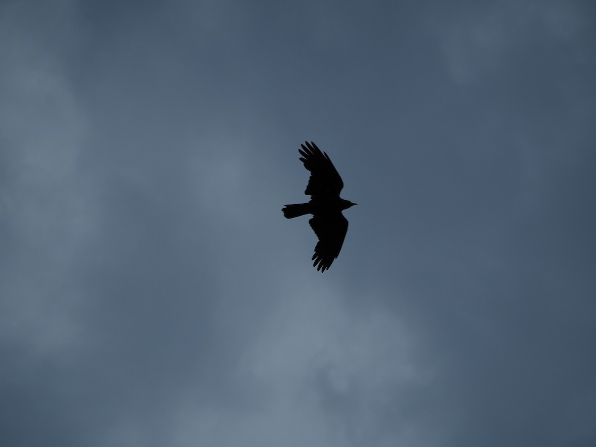 Torresian Crow - ML644131703