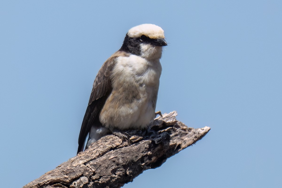 White-rumped Shrike - ML644131706