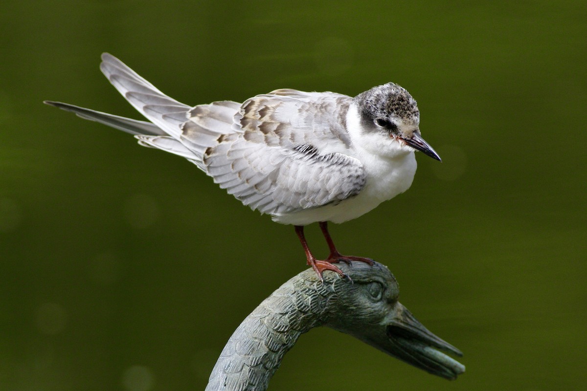 מירומית לבנת-לחי - ML644131707