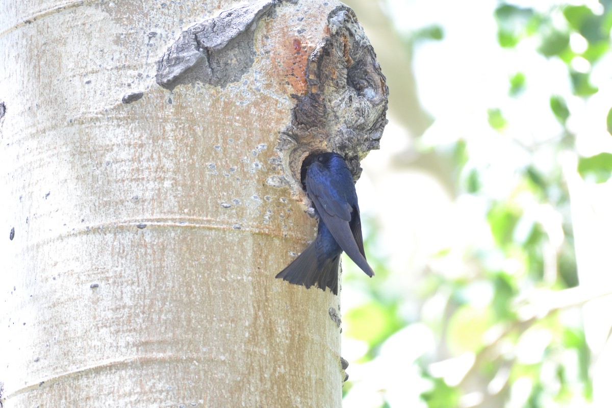 Purple Martin - James Hoffman