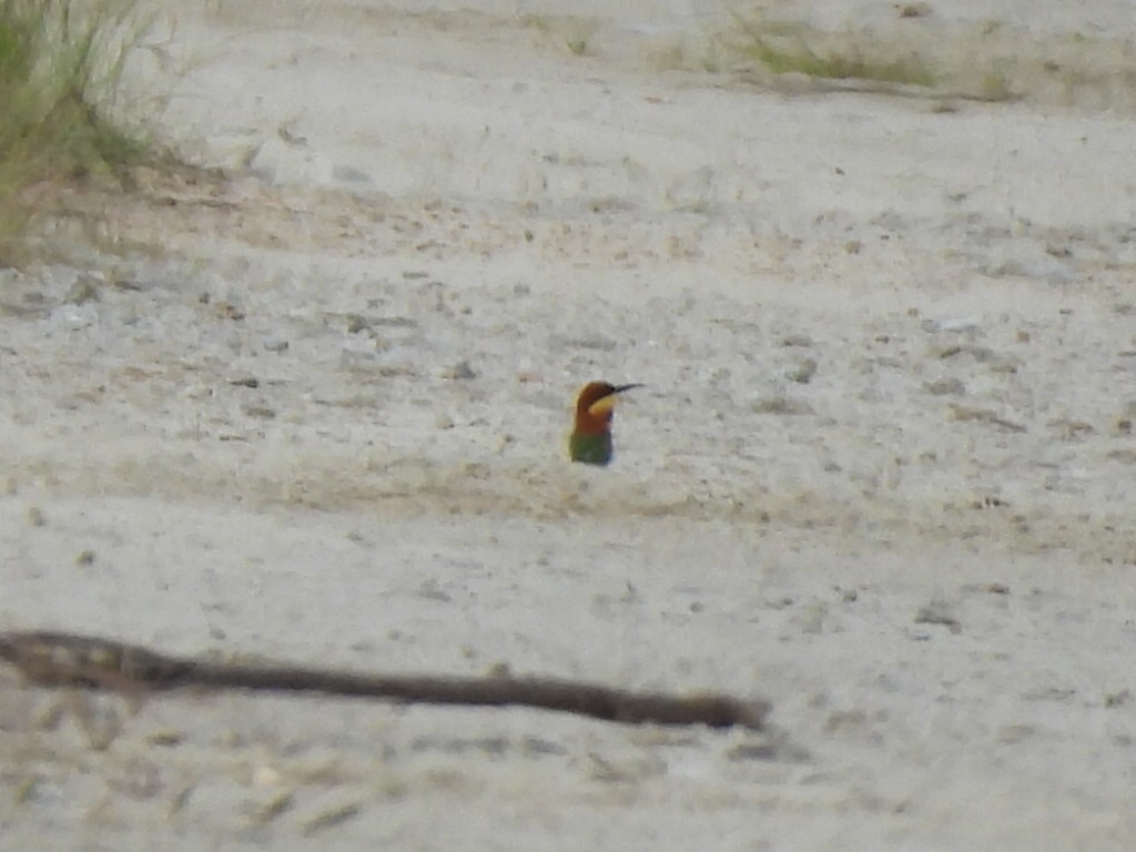 Chestnut-headed Bee-eater - ML644131712