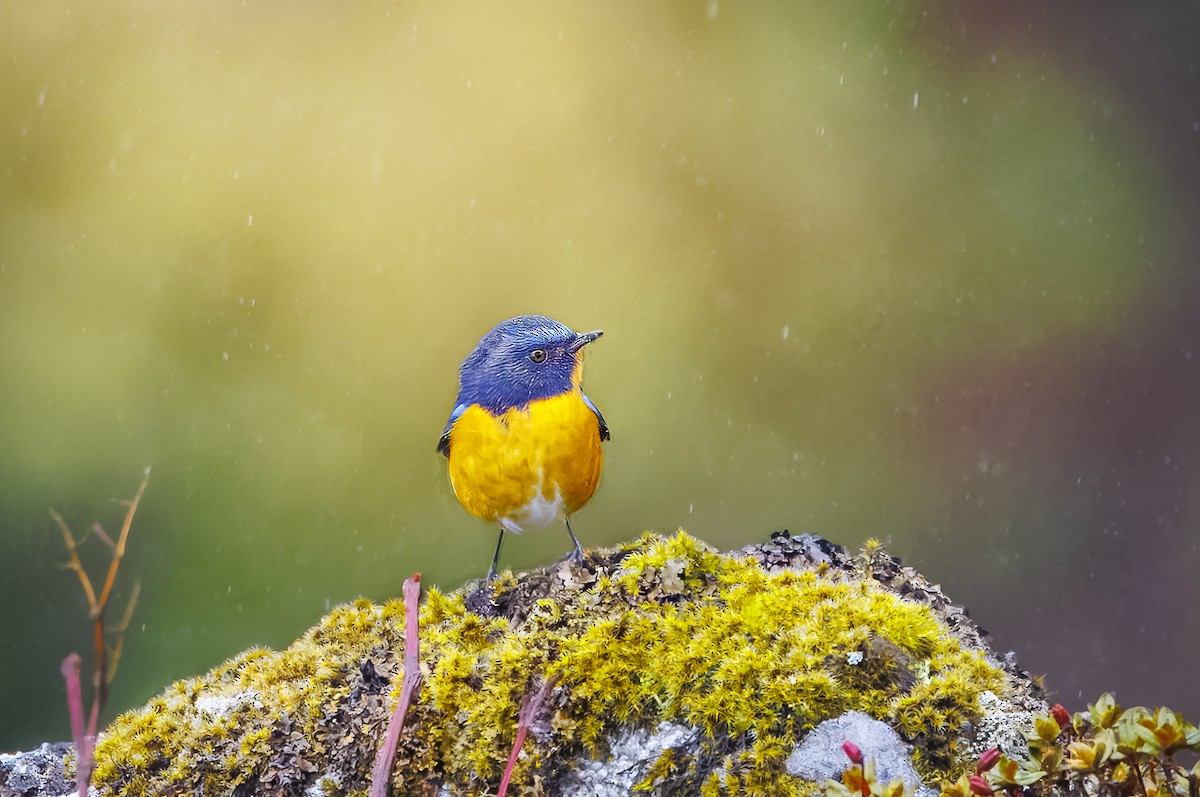 Rufous-breasted Bush-Robin - ML644131720