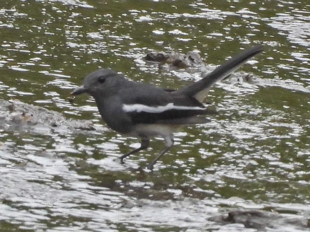 Oriental Magpie-Robin - ML644131733