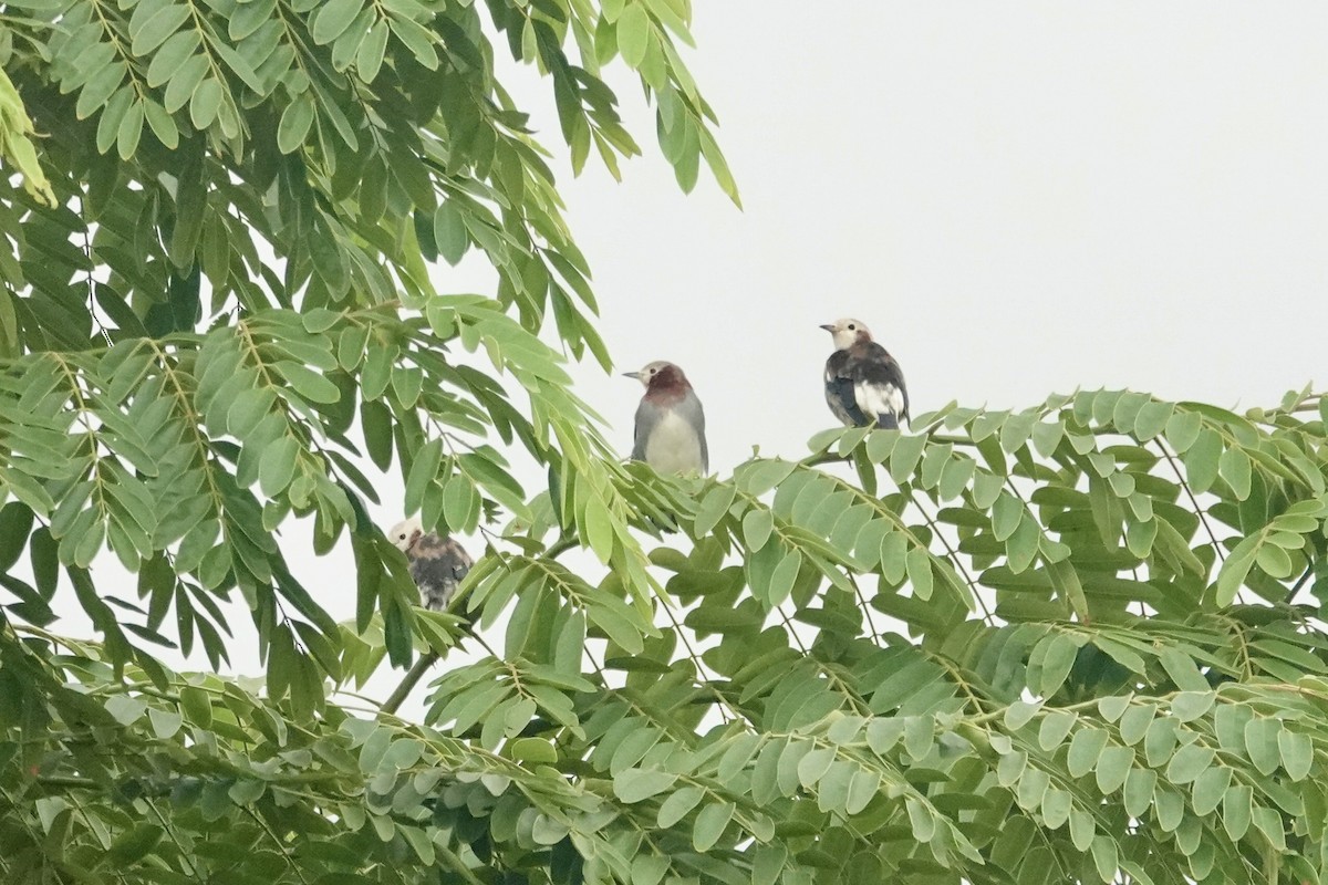 Al Yanaklı Sığırcık - ML644131735