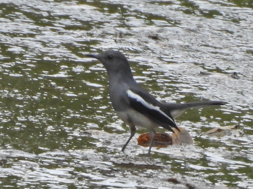 Oriental Magpie-Robin - ML644131736