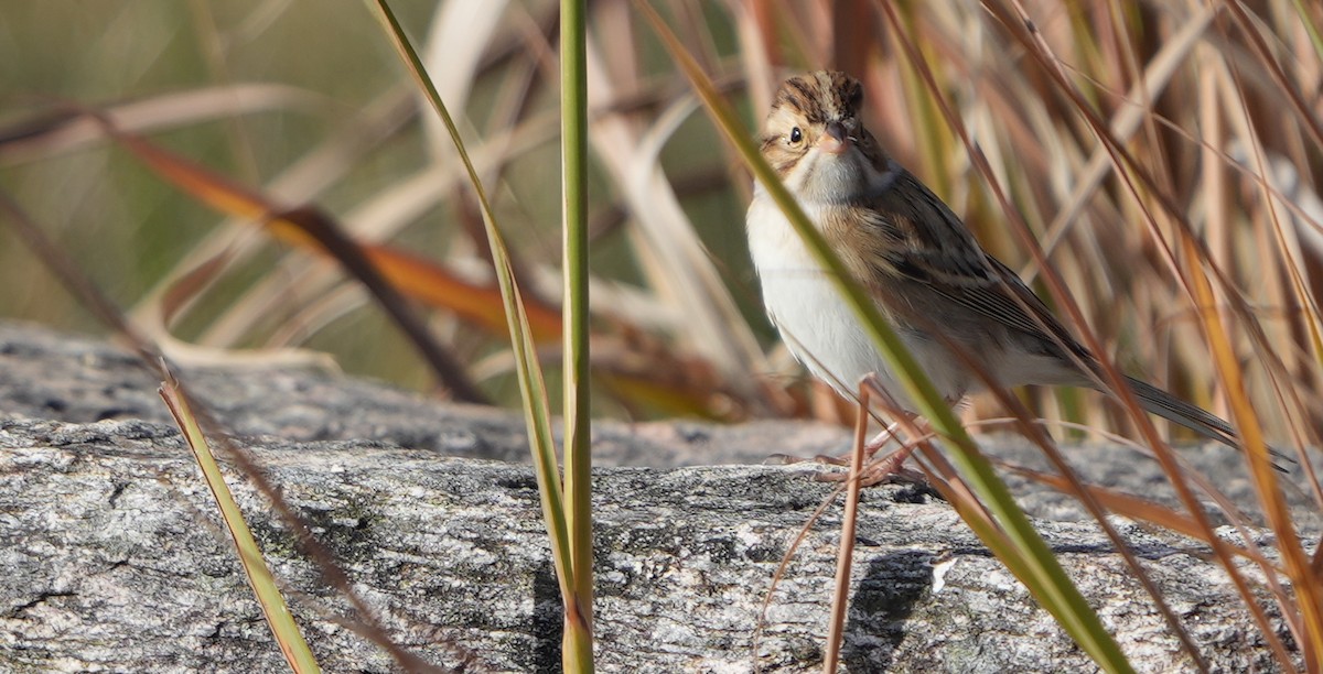 Clay-colored Sparrow - ML644131745