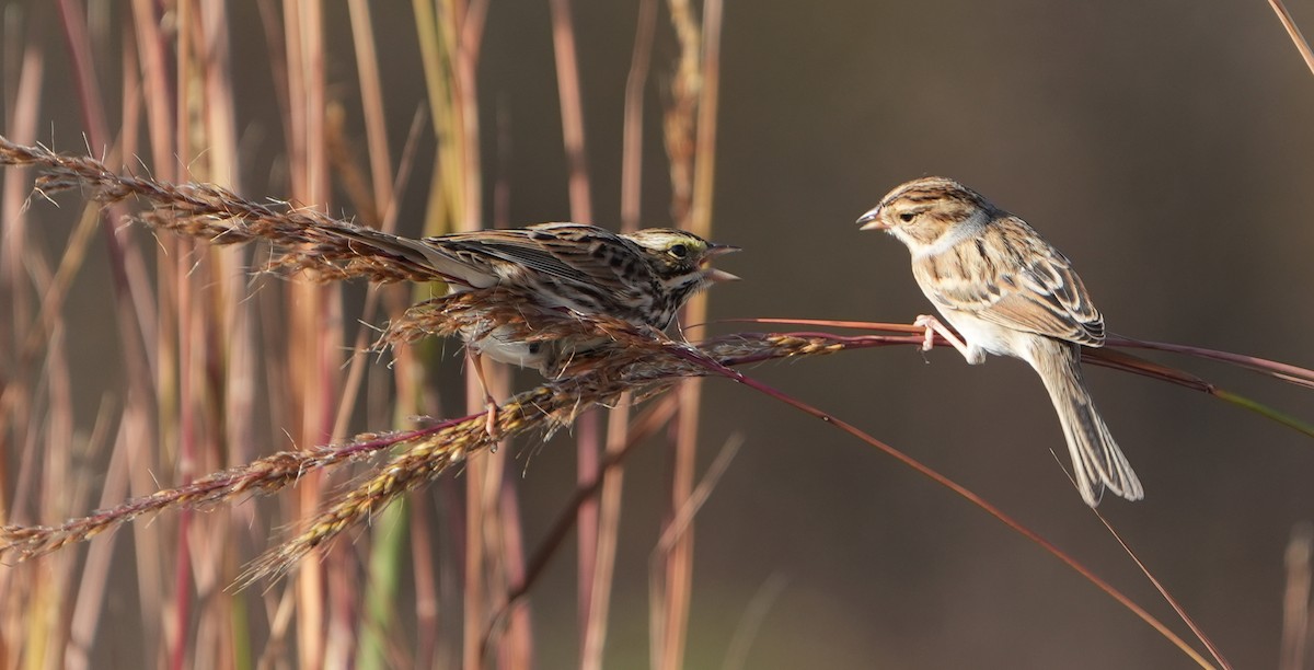 Clay-colored Sparrow - ML644131746