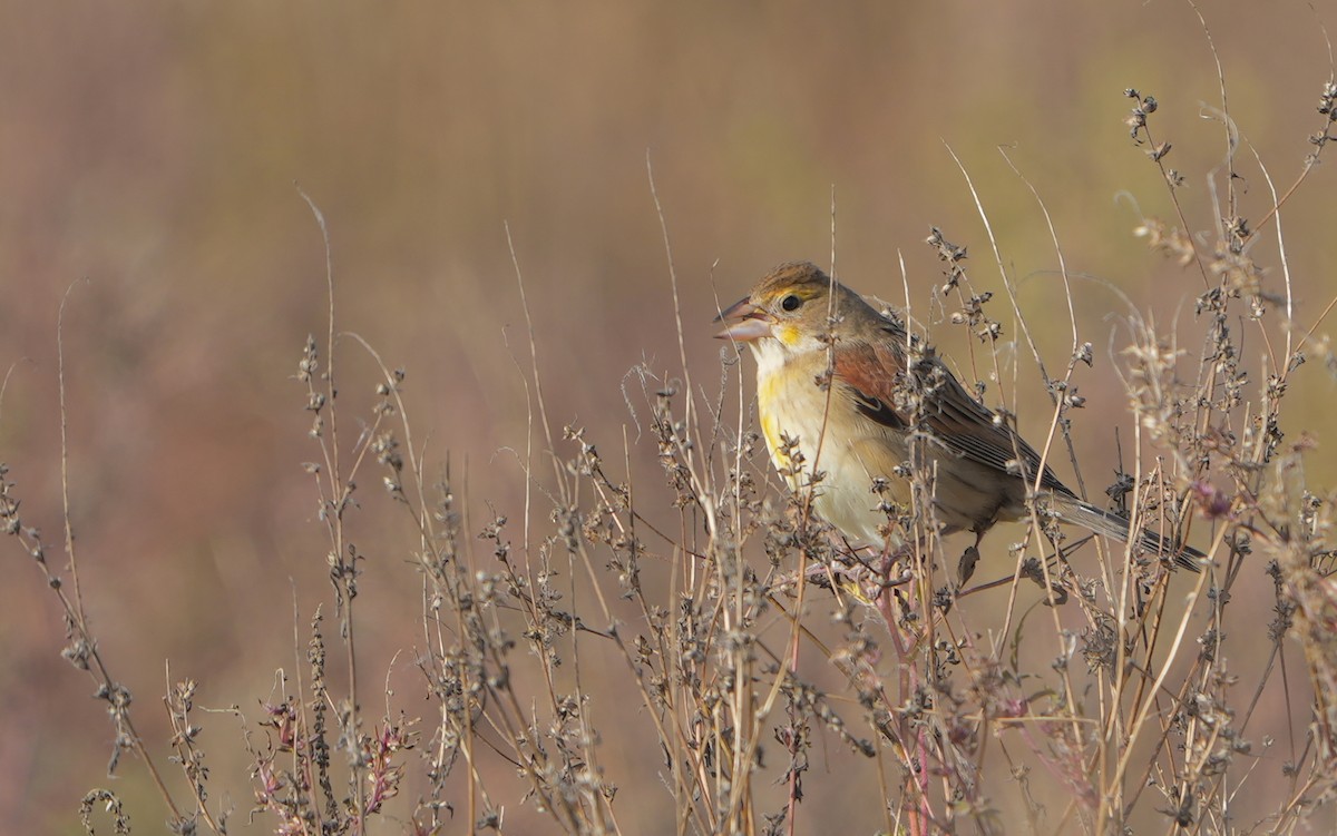 Dickcissel - ML644131751