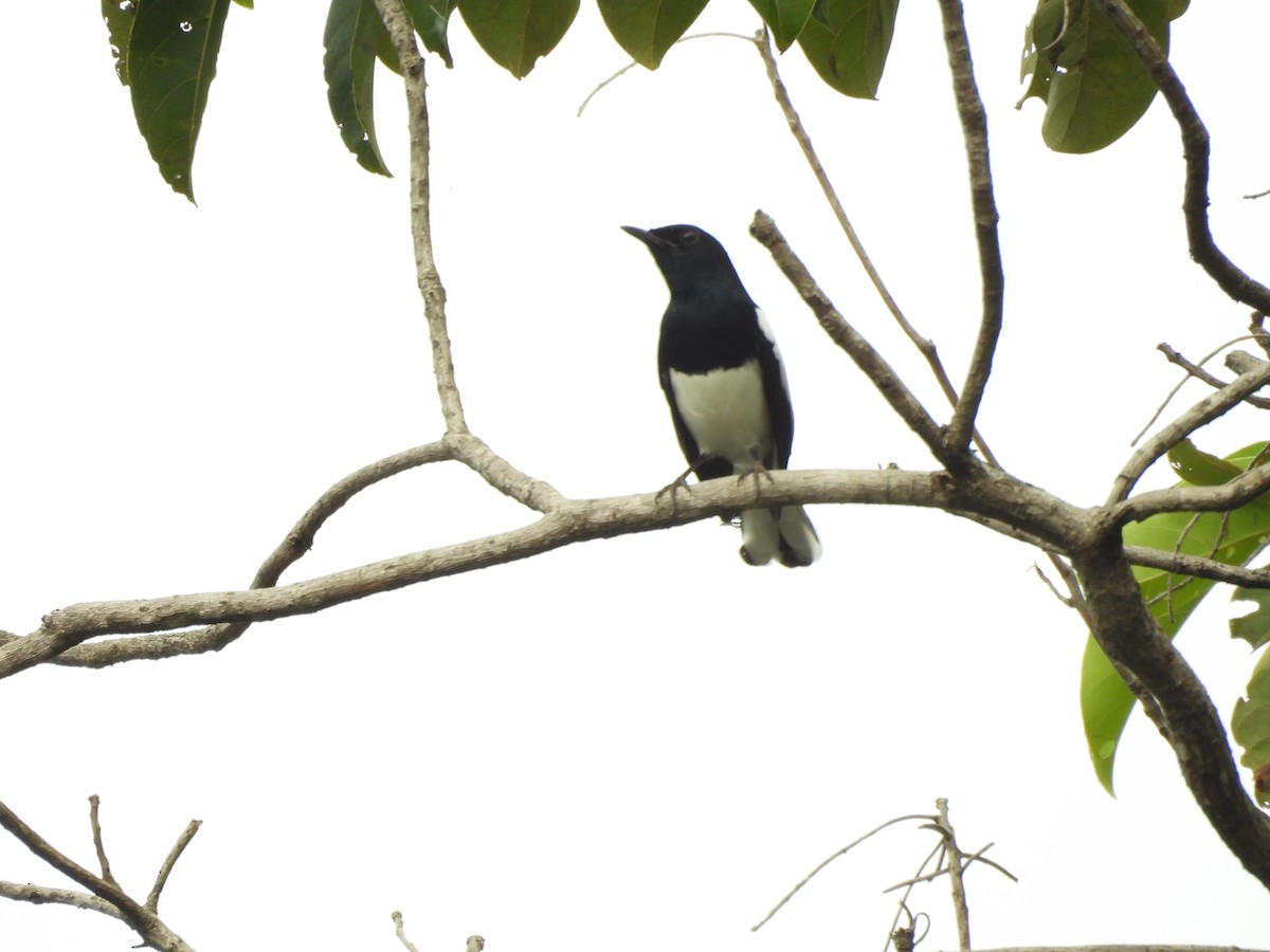 Oriental Magpie-Robin - ML644131759