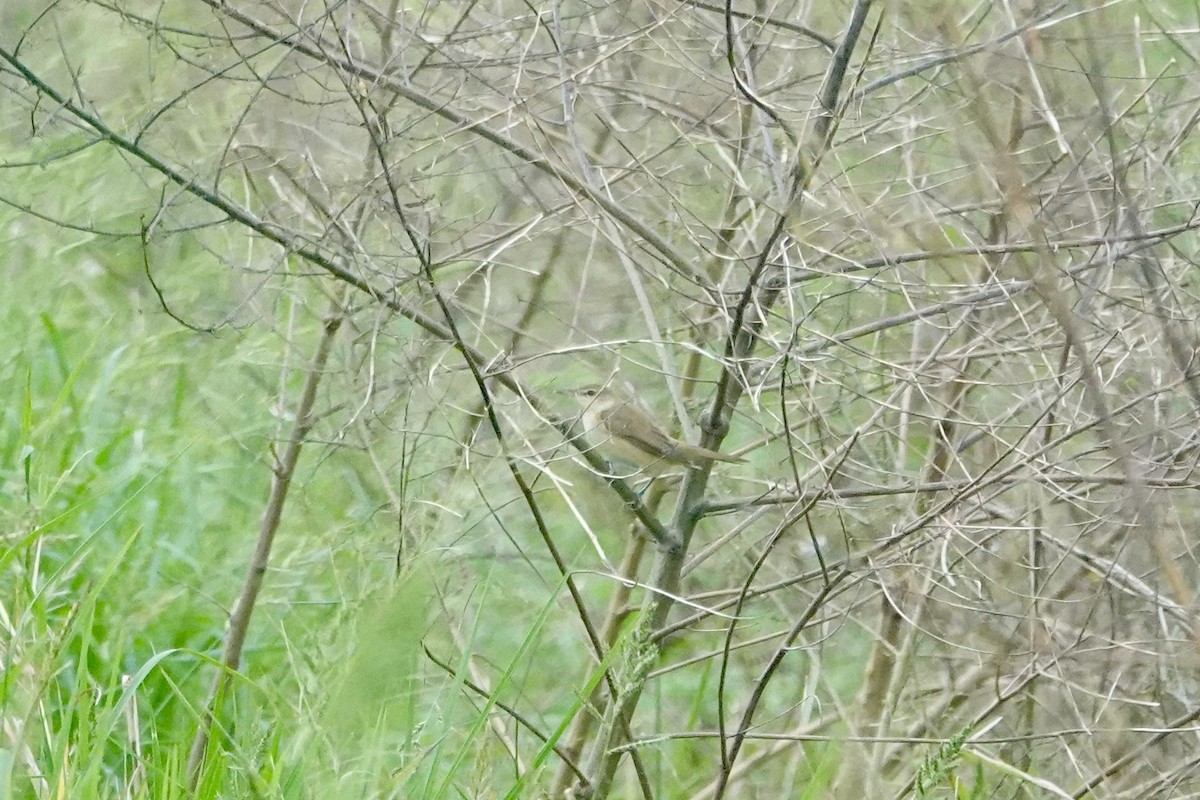 Дорнын охил бялзуухай - ML644131775