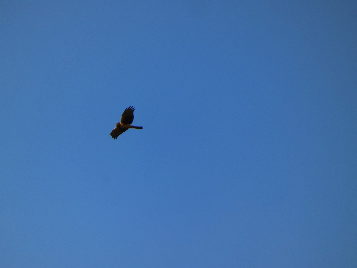 Northern Harrier - ML644131776