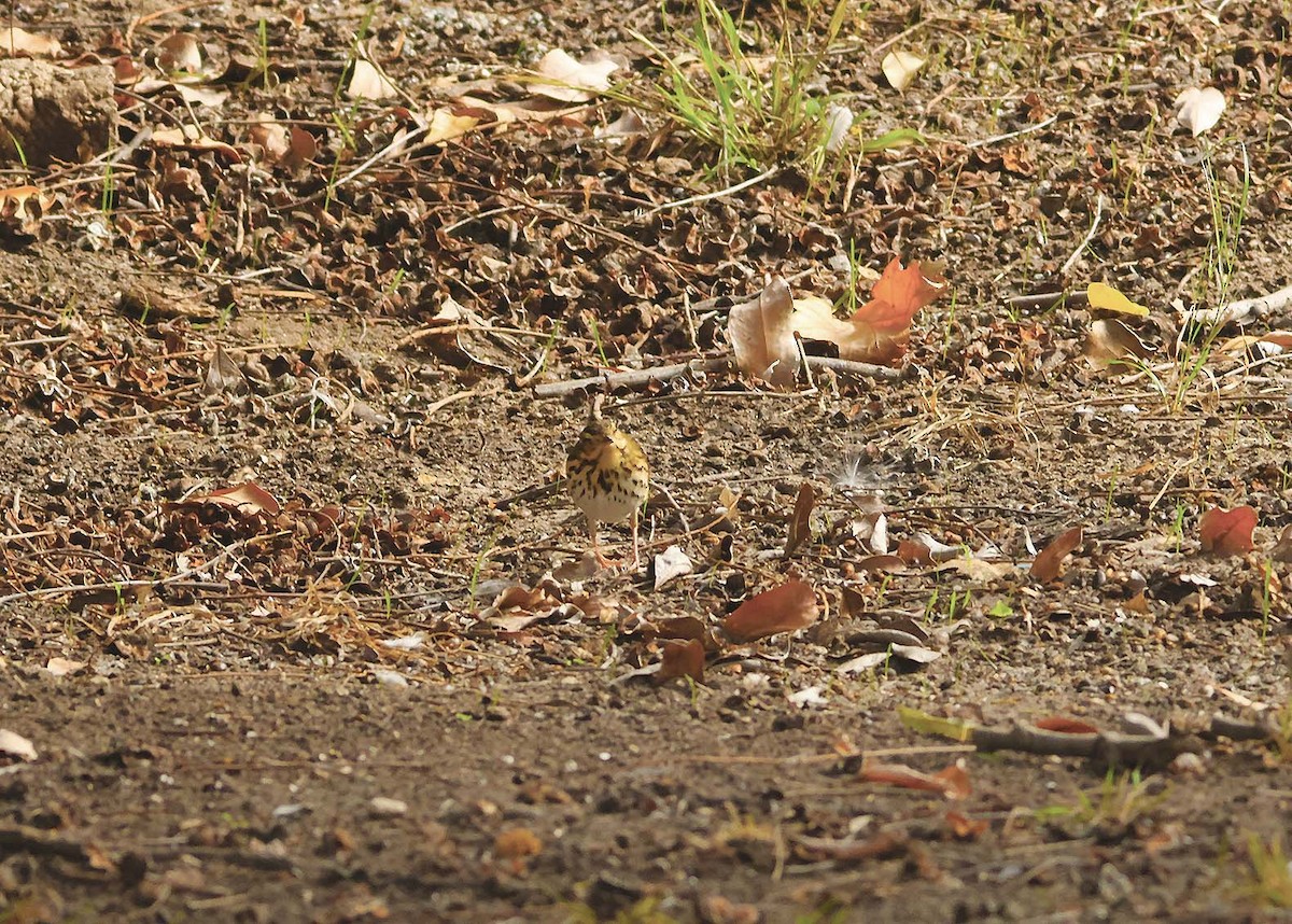 Olive-backed Pipit - ML644131792