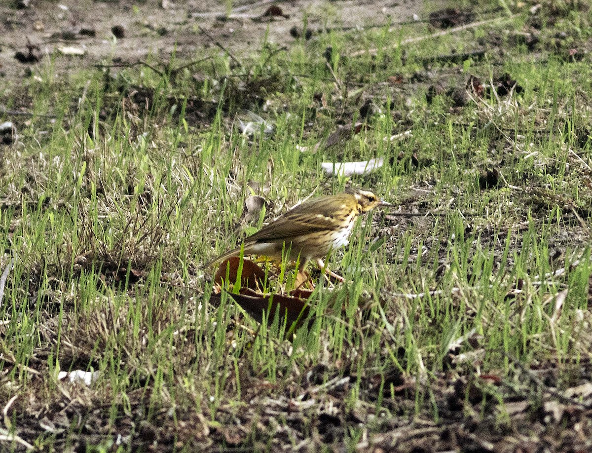 Olive-backed Pipit - ML644131793