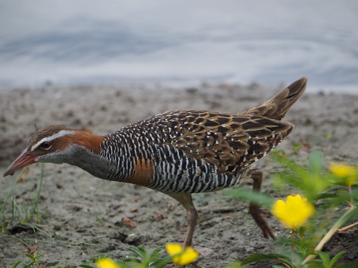 ナンヨウクイナ - ML644131795