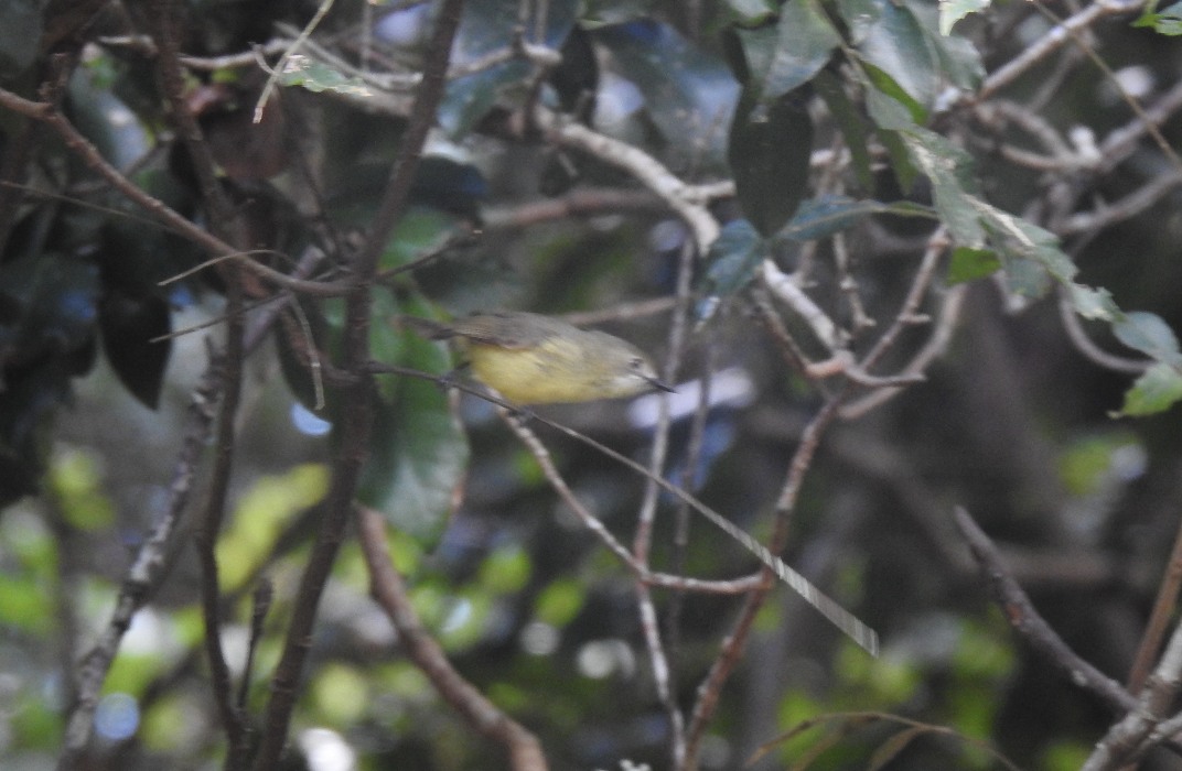 Fairy Gerygone - ML644131797