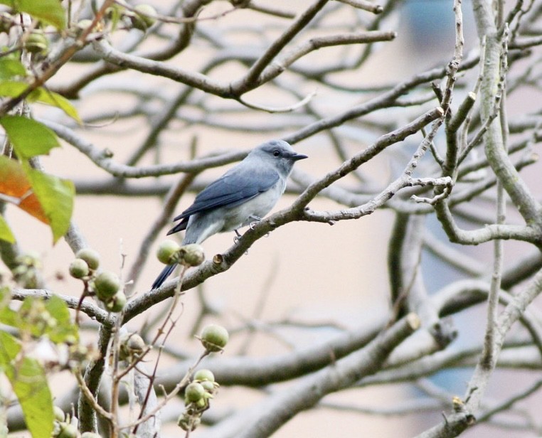 Black-winged Cuckooshrike - ML644131799