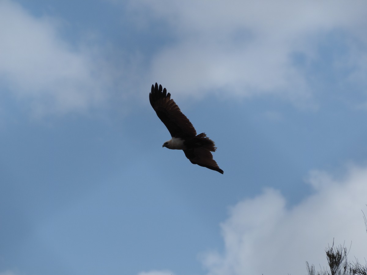 シロガシラトビ - ML644131819