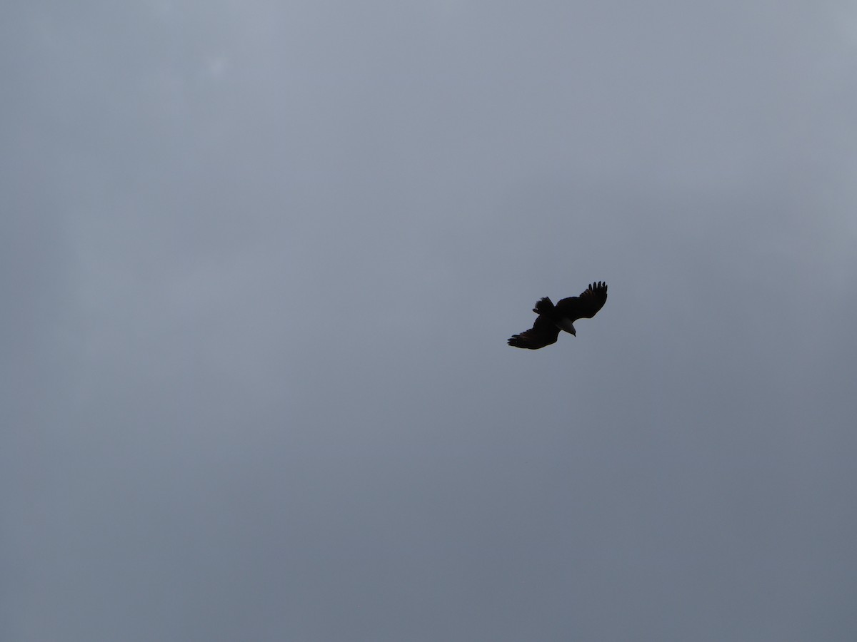 シロガシラトビ - ML644131821