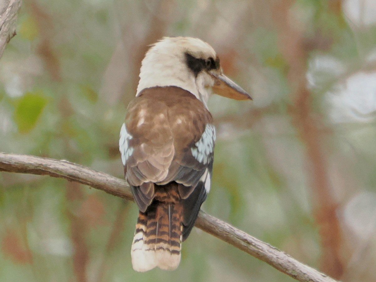Laughing Kookaburra - ML644131823