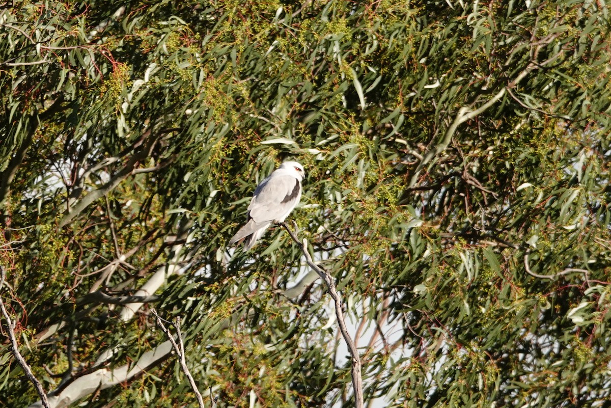 Australienaar - ML644131824