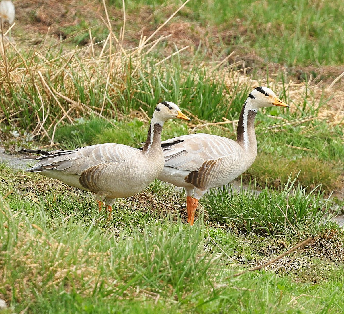Хээрийн галуу - ML644131825
