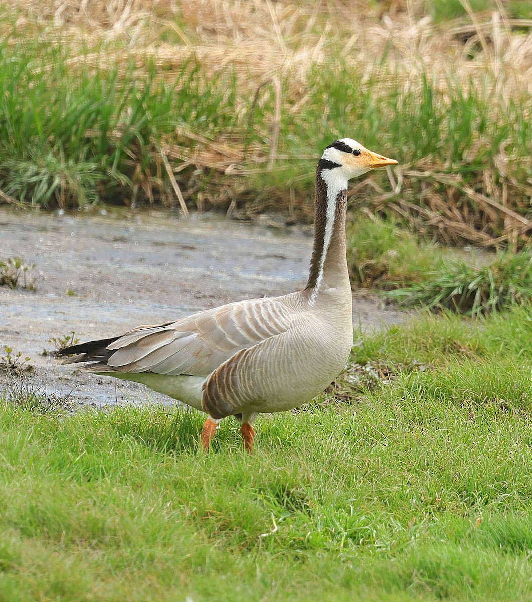 Хээрийн галуу - ML644131826