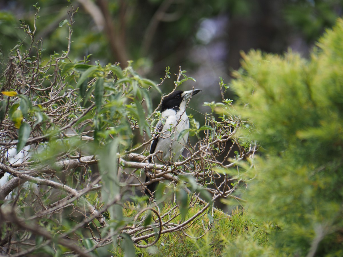 Gray Butcherbird - ML644131829