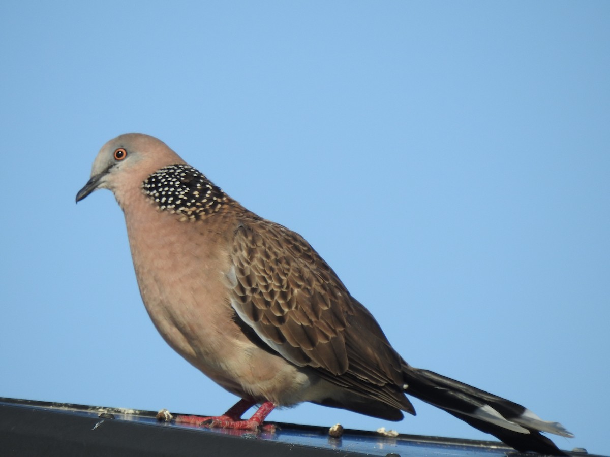 Spotted Dove - ML644131838
