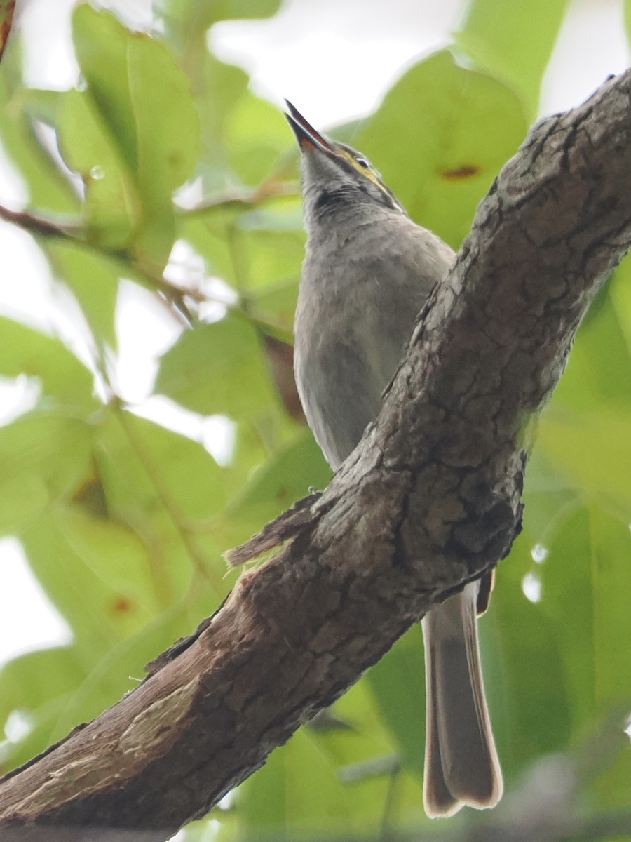 Yellow-faced Honeyeater - ML644131840