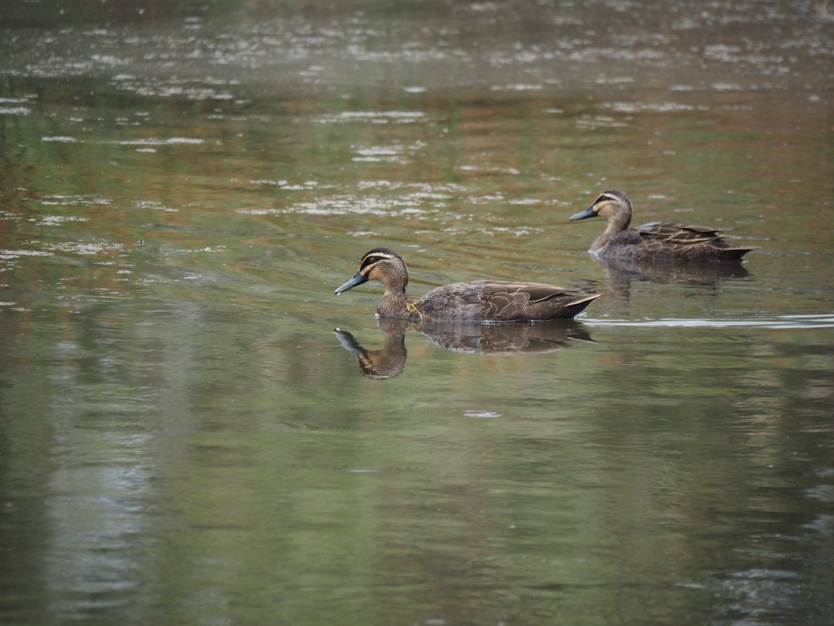 Canard à sourcils - ML644131857