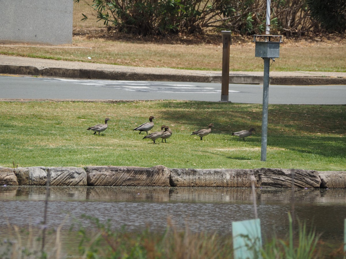Canard à crinière - ML644131864