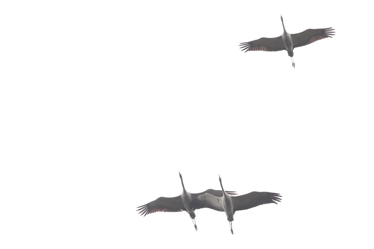 Grue cendrée - ML644131868