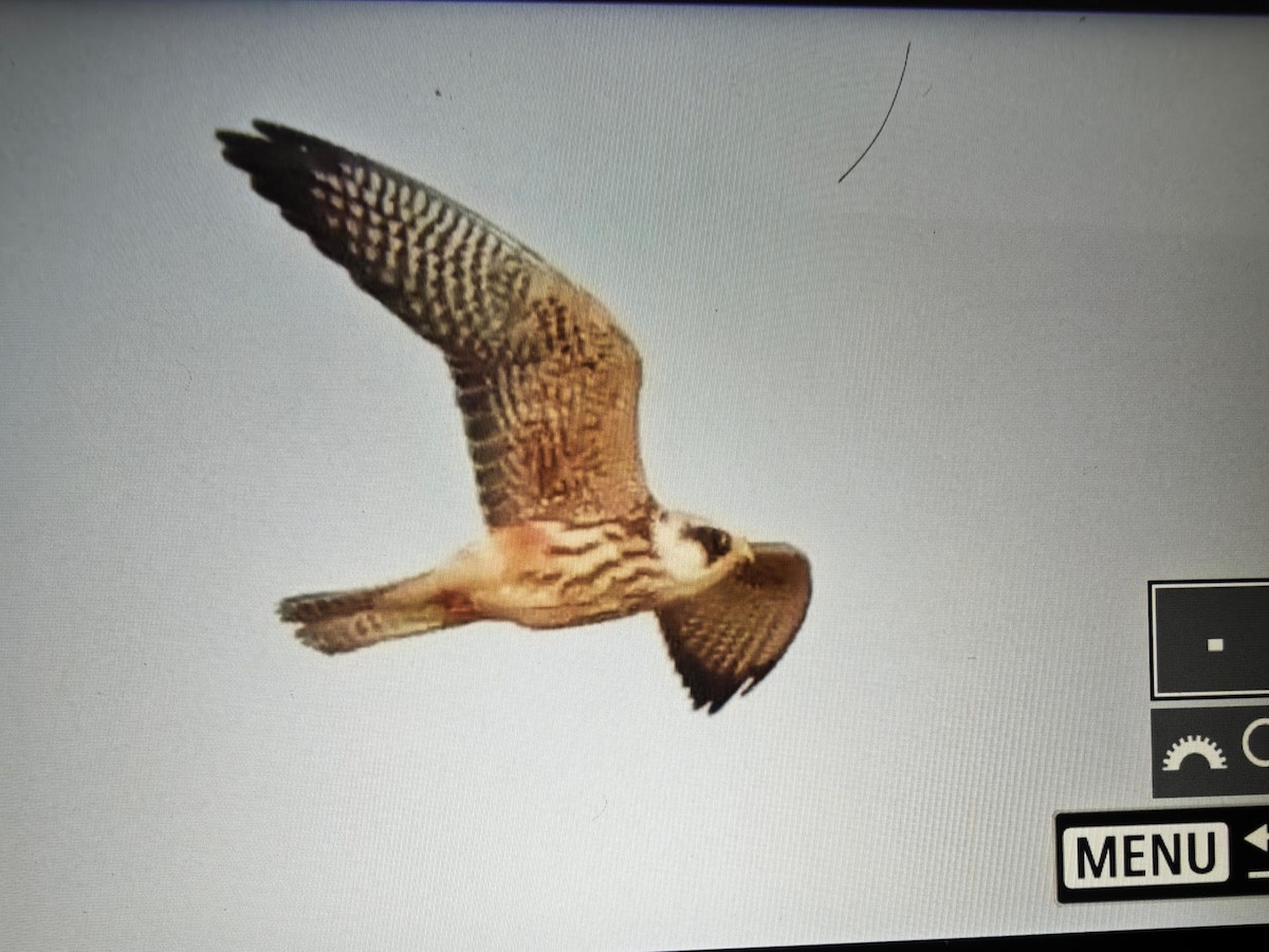 Турамтай шонхор - ML644131882