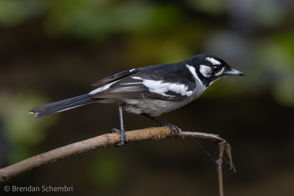 hvitøremonark - ML644131883