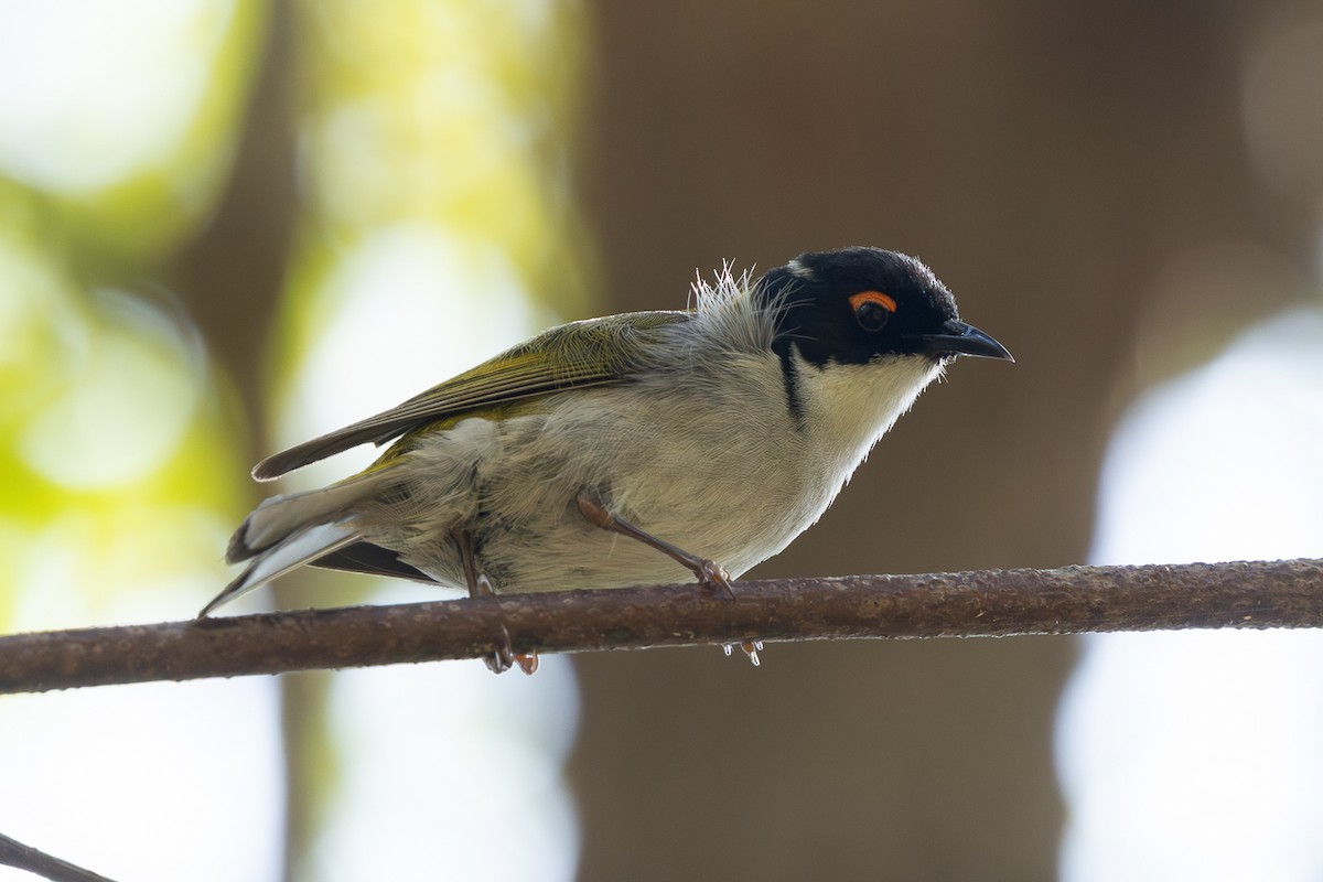 White-naped Honeyeater - ML644131893